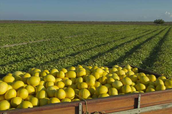Ceará impulsiona exportações com revalidação e ampliação de Área Livre de Pragas para 10 municípios e dois distritos