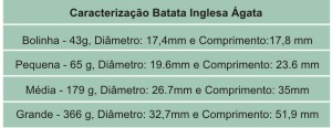 Batatas: variedades ágata e rosada estão presentes no mercado
