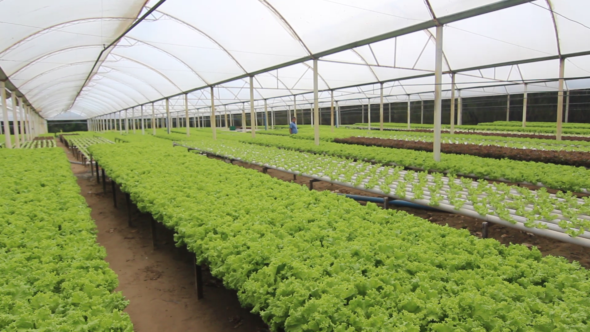 Tecnologia e inovação na produção de hortaliças na Serra da Ibiapaba