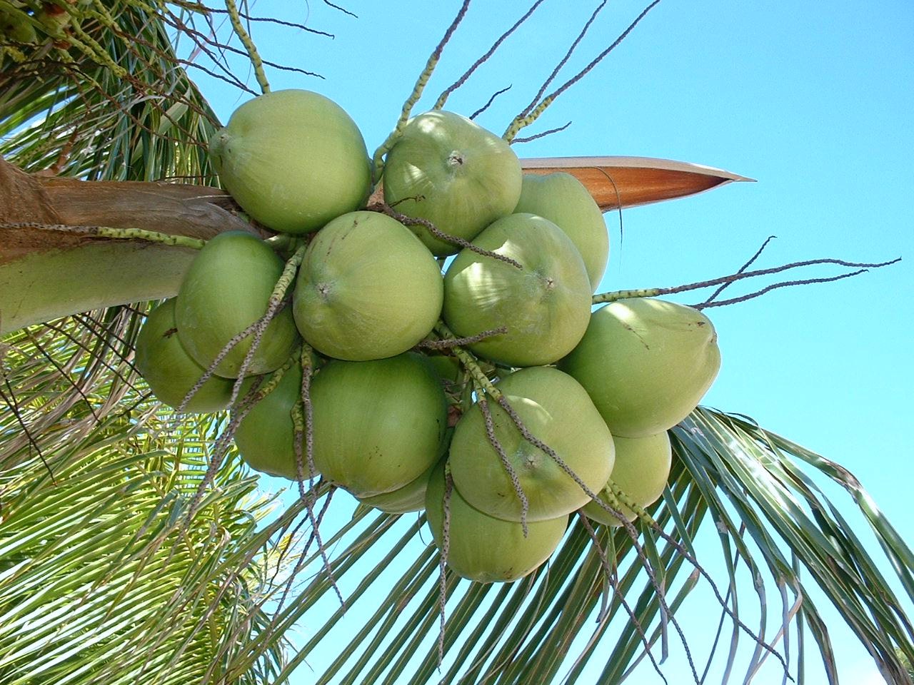 Coco verde apresenta preço atrativo e oferta crescente na Ceasa-CE