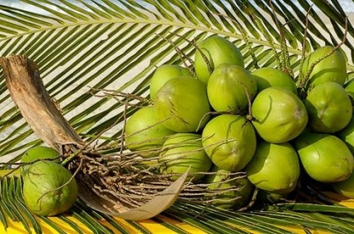 Preço do coco verde tem queda de 19,23% na Ceasa