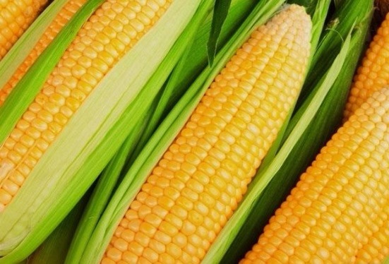 Preço do milho verde apresenta redução de 50% na Ceasa de Tianguá   