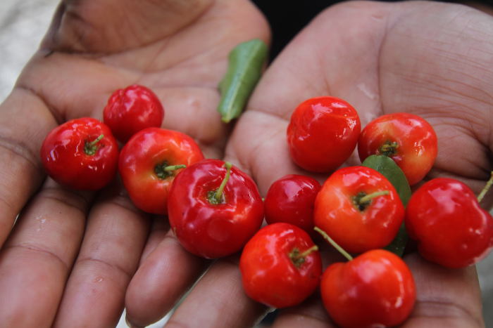 Preço da acerola e da manga despencam na Ceasa-CE   