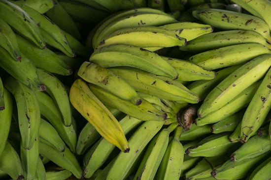 Preço da banana segue em queda na Ceasa -CE