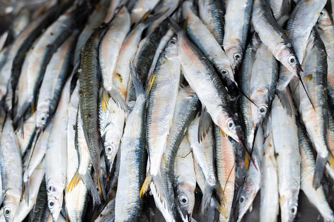 Peixe bonito e cavalinha com preços em oferta na Ceasa– CE