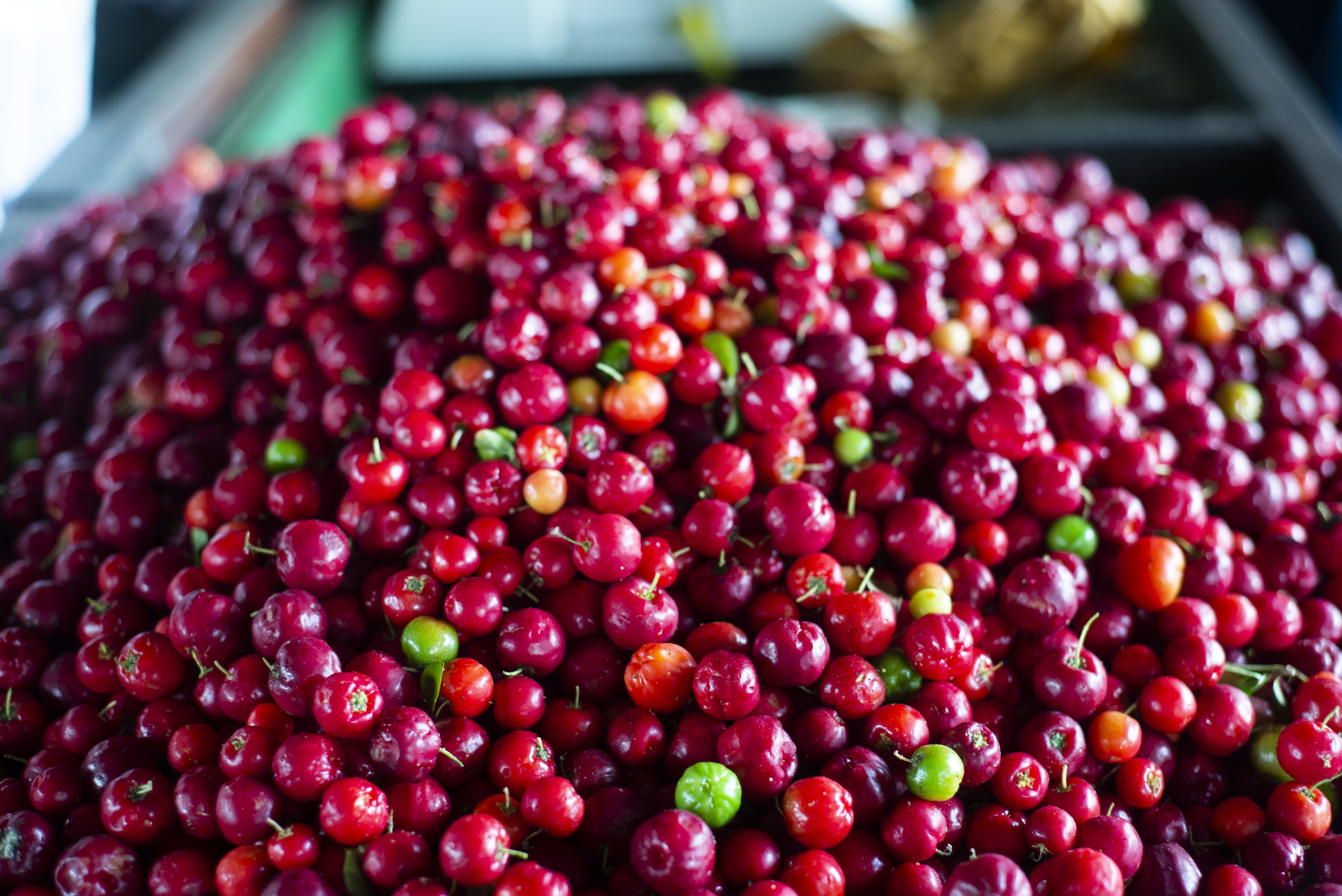 Acerola vendida a R$ 1,60/kg na Ceasa Cariri