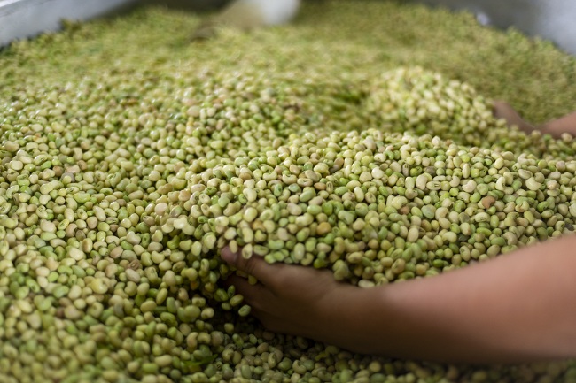 Feijão verde despenca de preço e é vendido a R$ 5,00/kg
