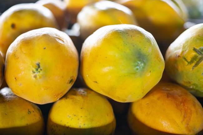 Mamão formosa a R$ 1,30/kg na Ceasa em Maracanaú