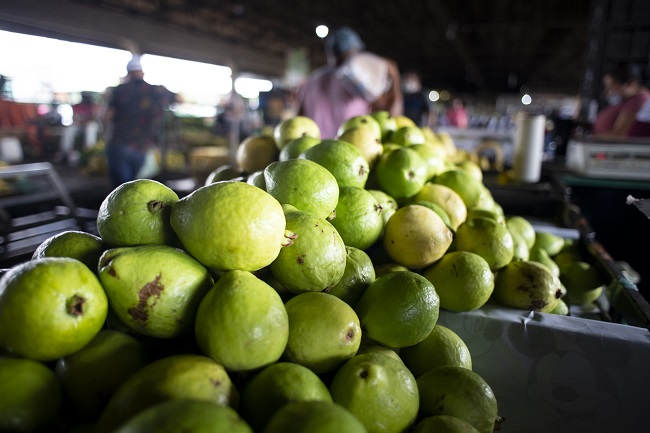 Goiaba está a R$ 2,60/kg na Ceasa em Maracanaú