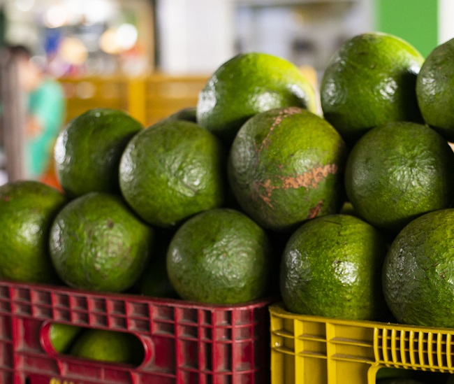 Produção de abacate Betânia ganha destaque no Ceará 