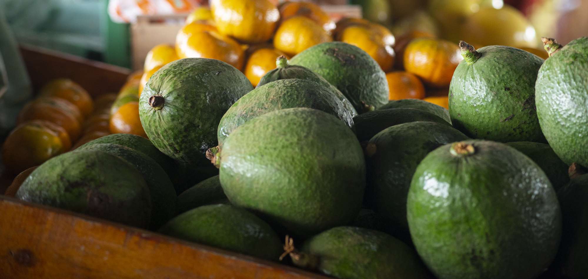 Preço do abacate cai 44,44% na Ceasa Maracanaú
