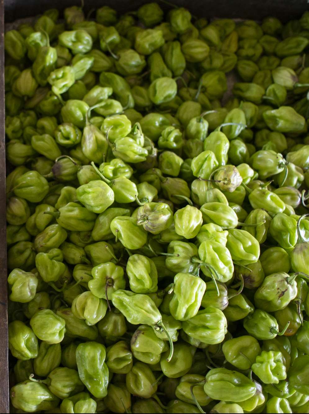 Preço da pimenta de cheiro cai 30% na Ceasa Cariri