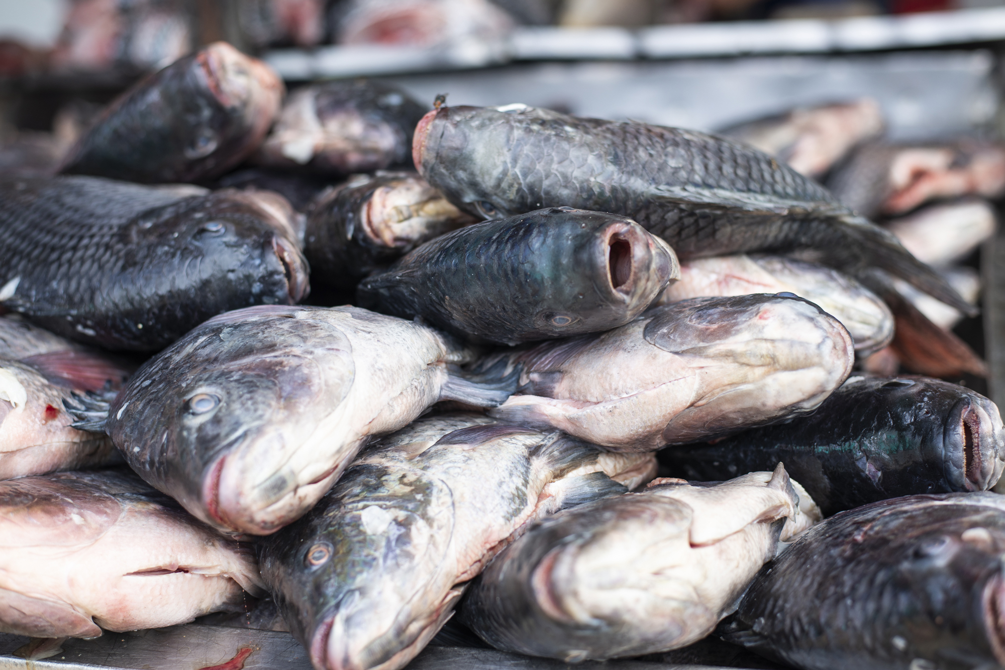 Procura por pescados cresce 30% na Ceasa em Maracanaú