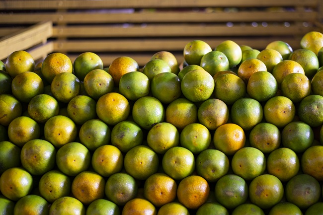 Boas safras garantem preços em queda na Ceasa em Maracanaú