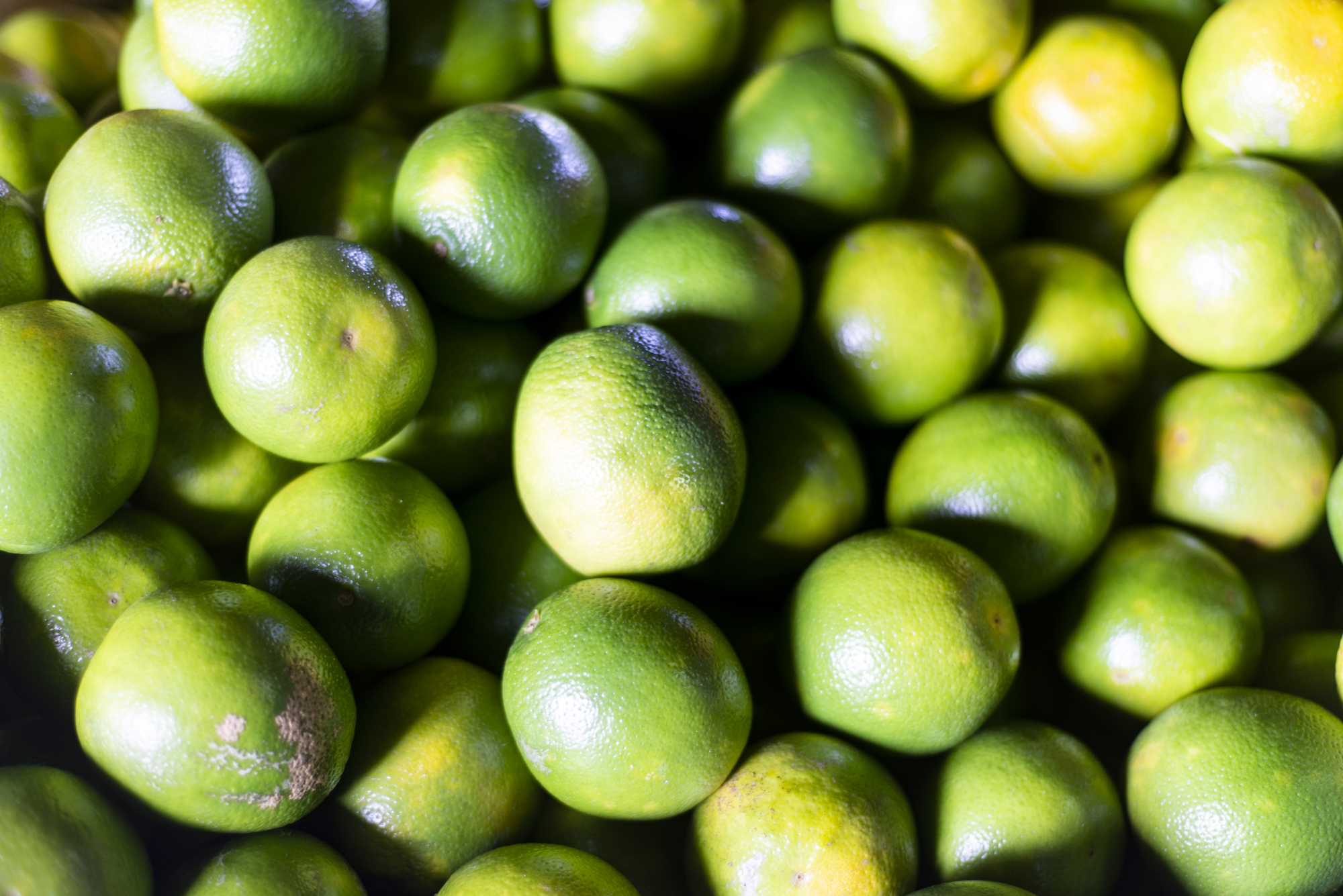 Preço do limão Taiti tem queda de 50% na Ceasa Maracanaú