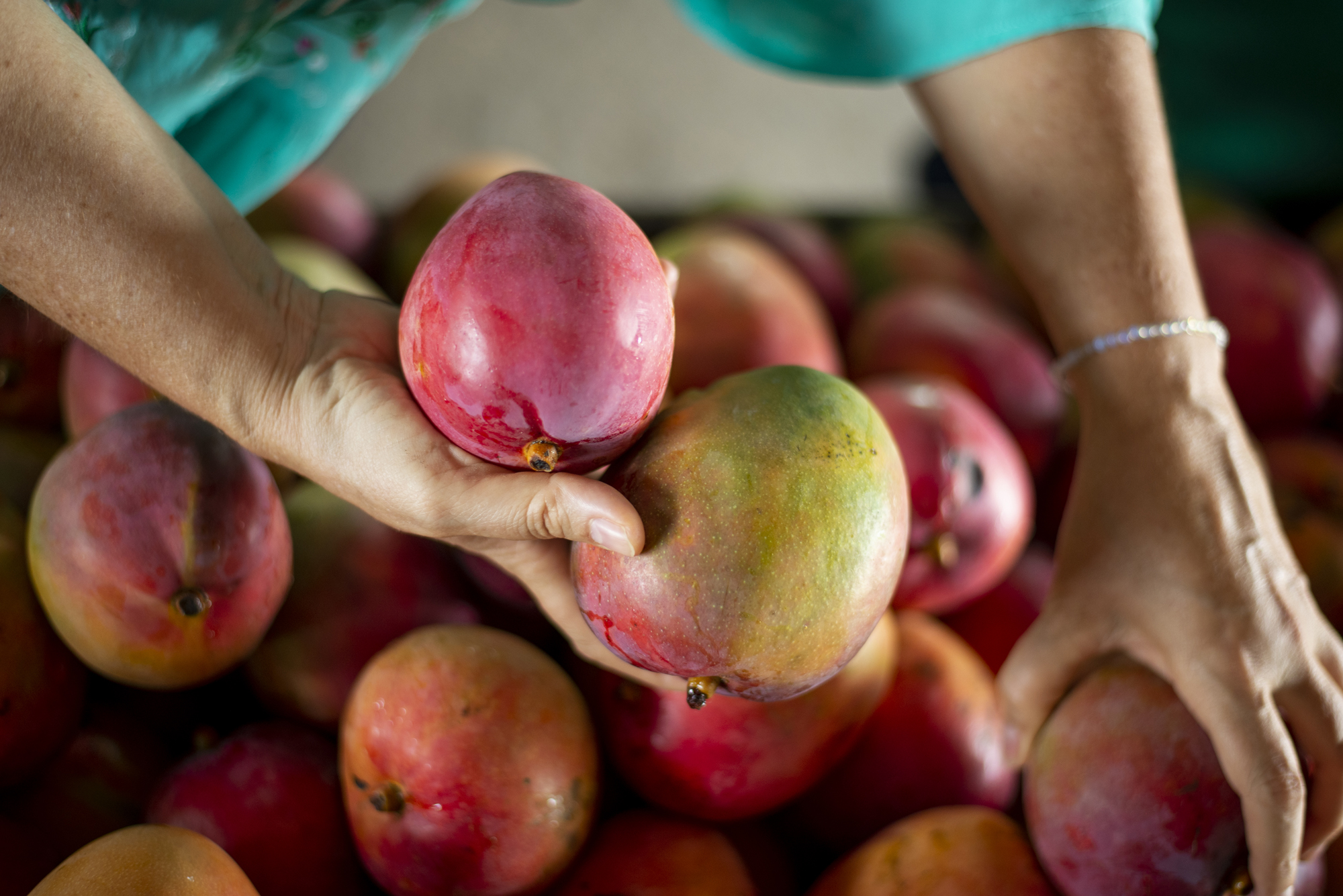 Com boas safras, preço da manga está entre R$ 1,50 a R$2,70/kg na Ceasa Maracanaú