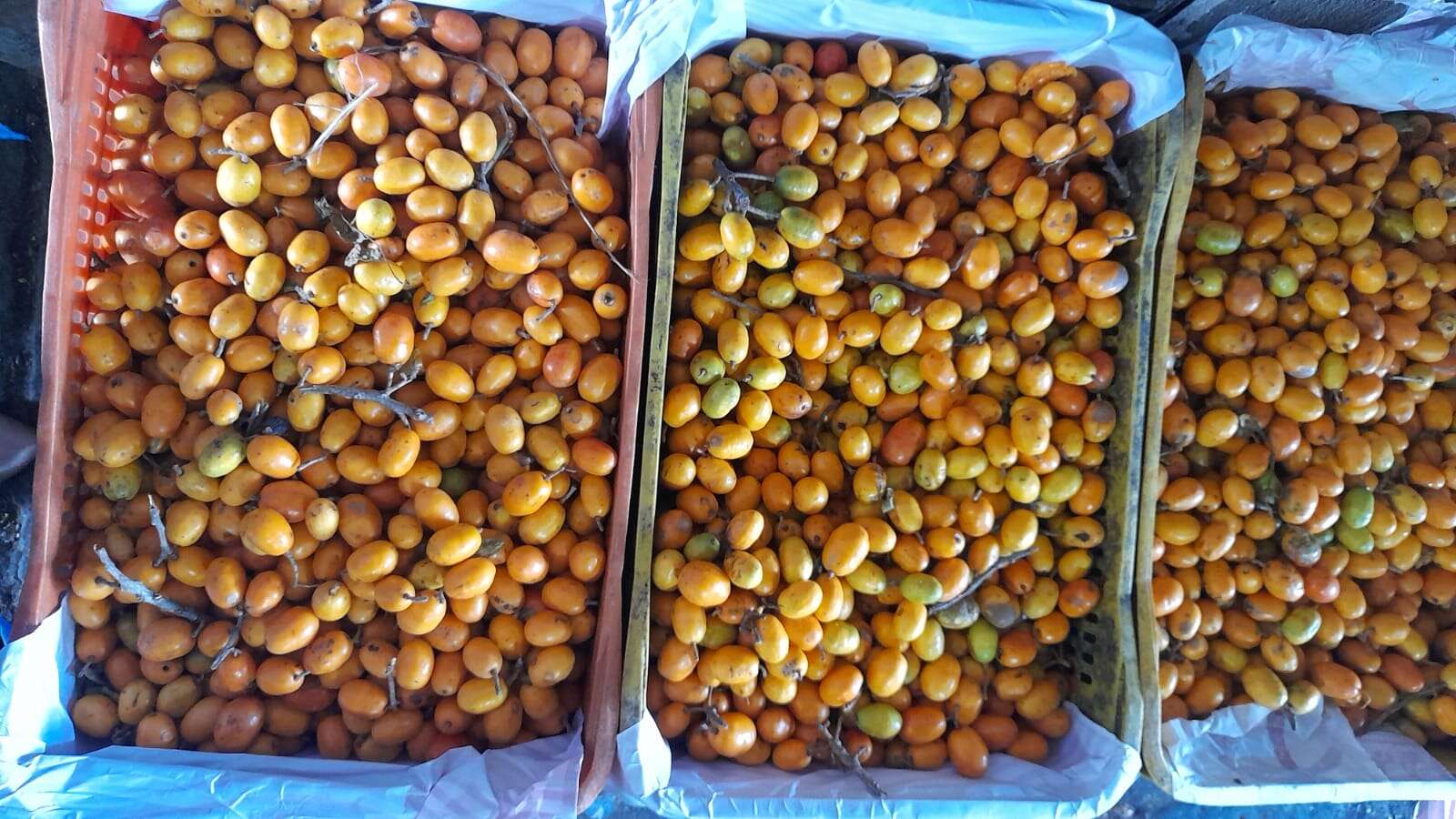 Em safra, seriguela está a R$ 2,60/kg na Ceasa em Maracanaú