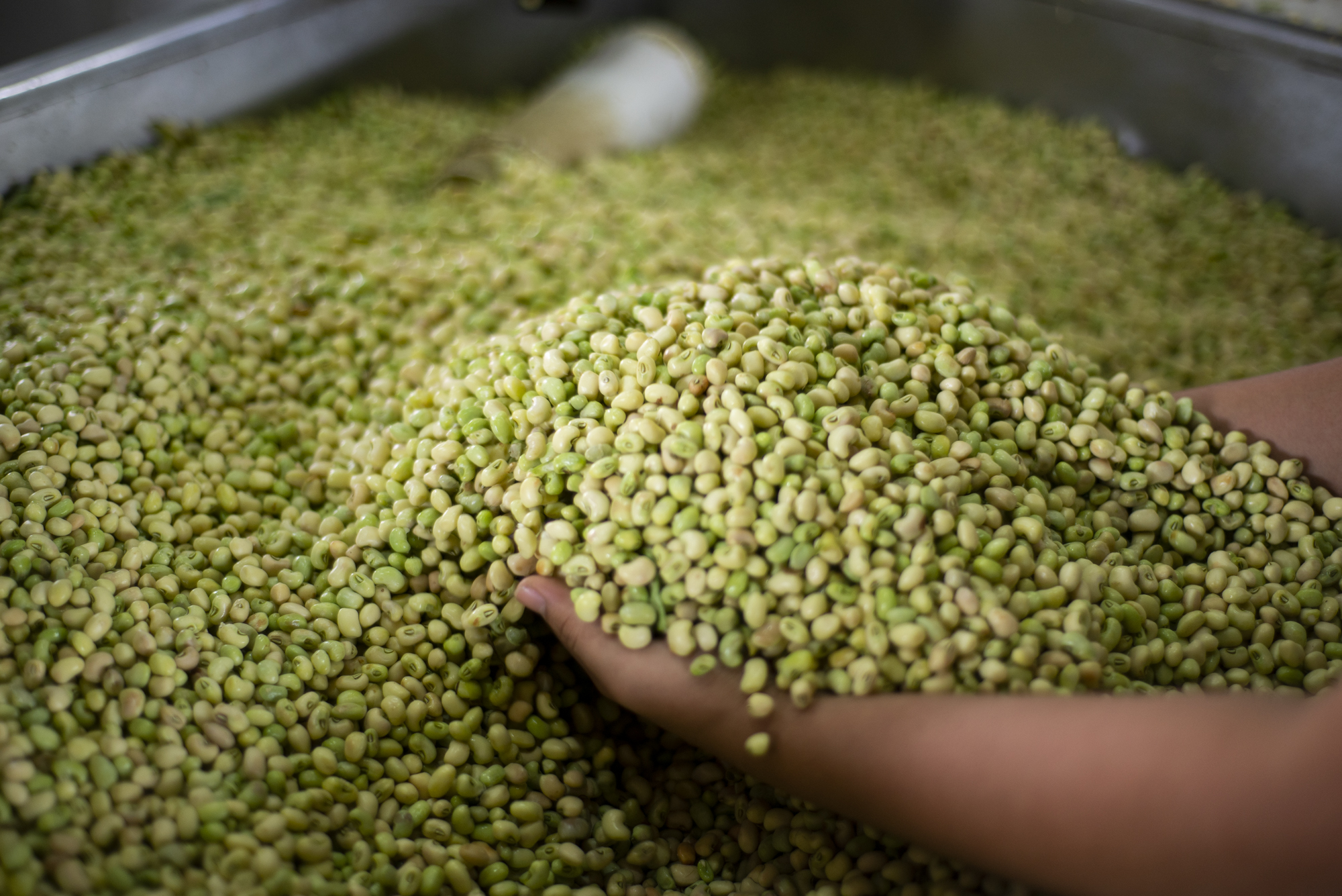 Preço do feijão verde cai para R$ 10,00/kg na Ceasa em Maracanaú