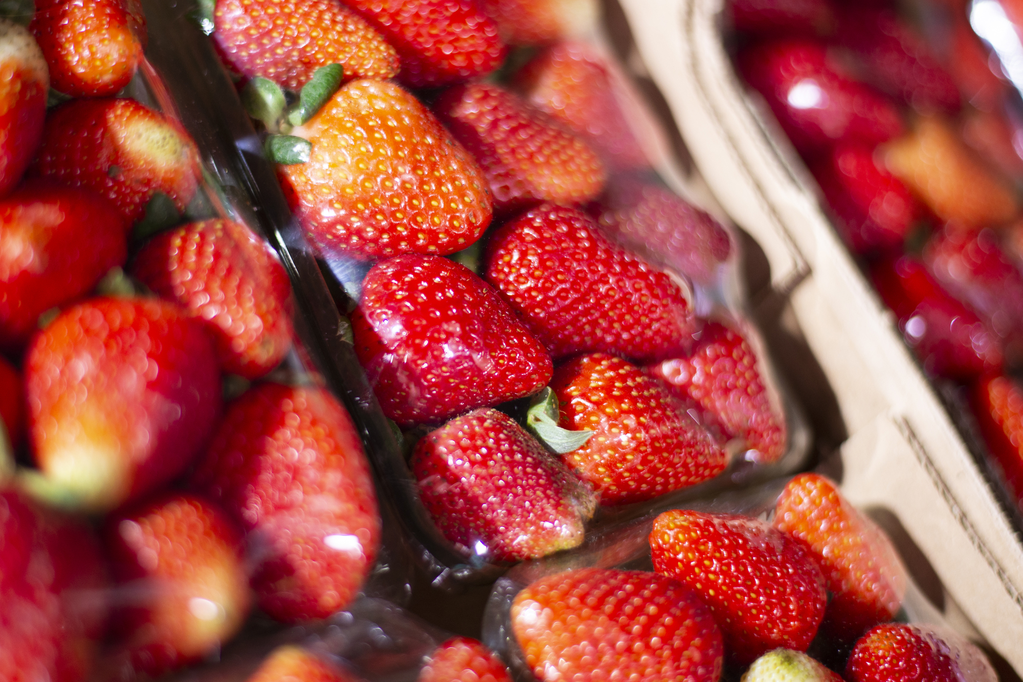 Preço do morango declina 43,75% na Ceasa em Maracanaú