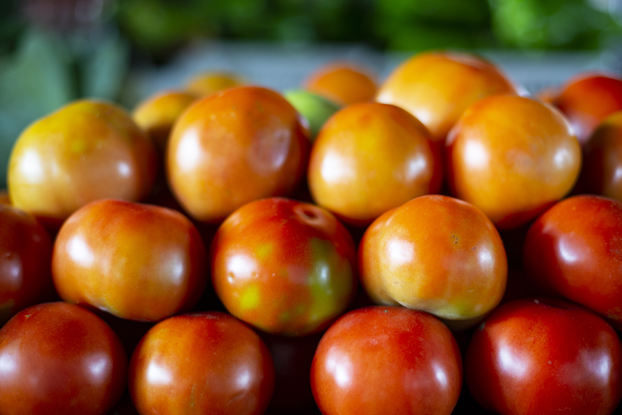 Preço do tomate apresenta queda de 33,3% na Ceasa Cariri no comparativo