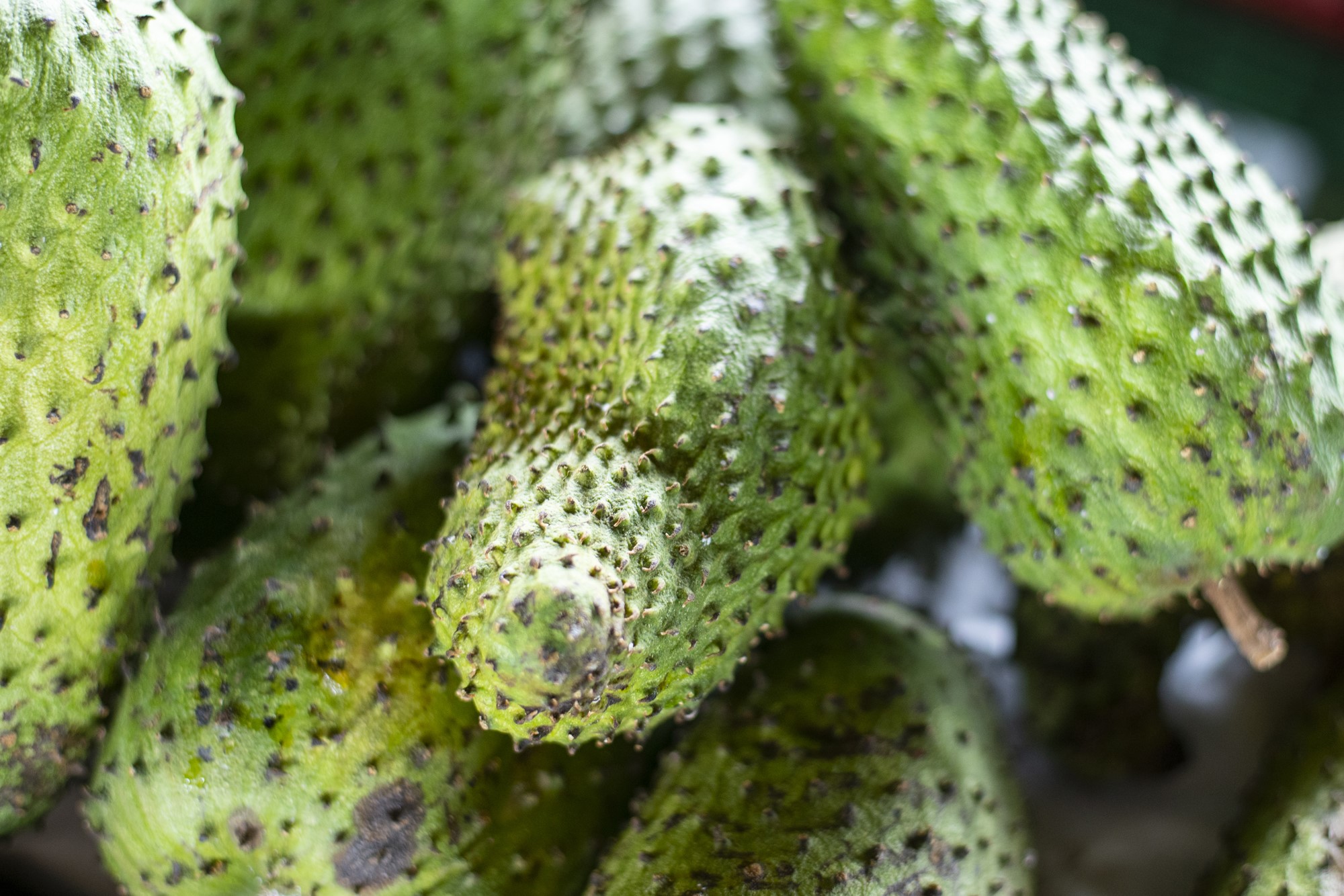 Em safra, graviola está a R$ 7,00/kg na Ceasa em Maracanaú