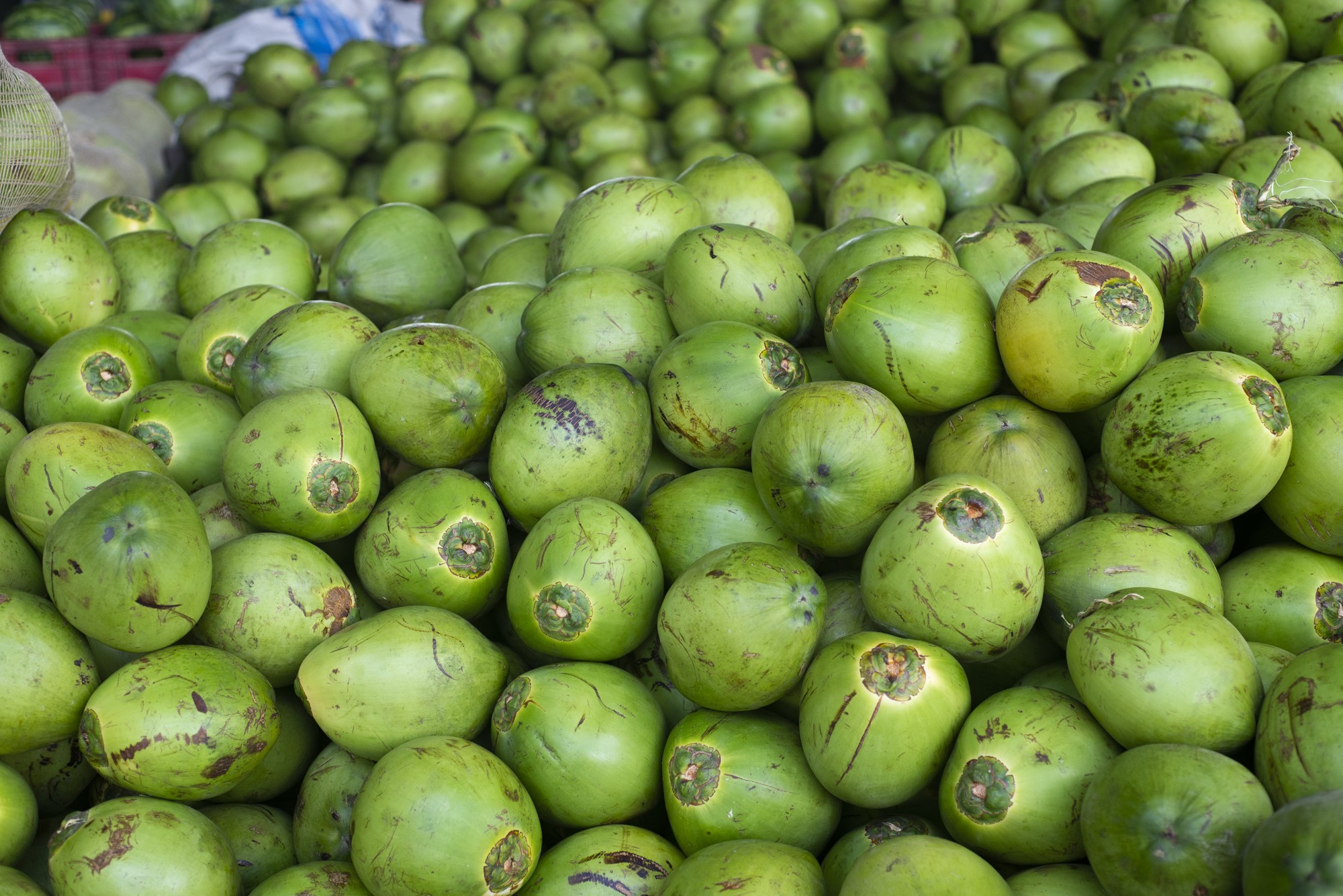 Coco verde é comercializado a R$ 1,30/unid na Ceasa em Maracanaú