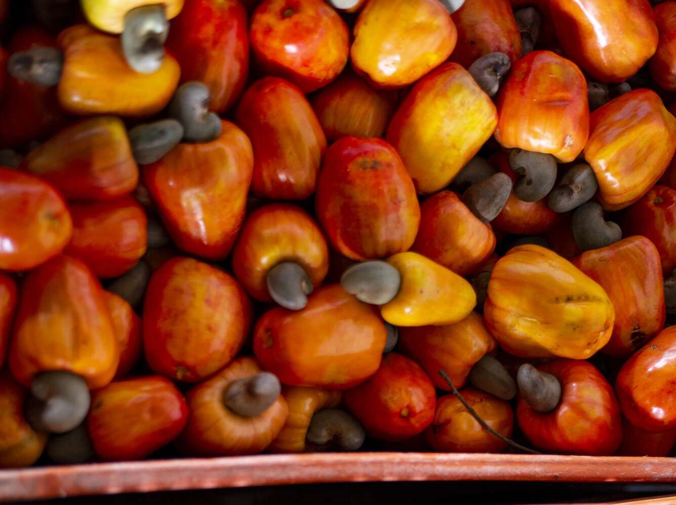 Caju: sabor, saúde e qualidade que vem direto do campo para a Ceasa-CE