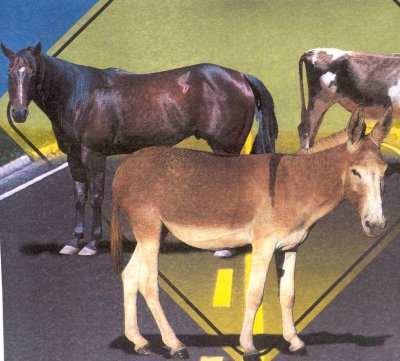 animais