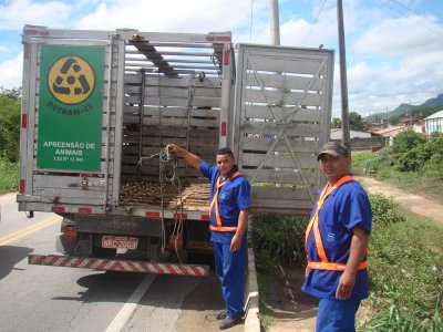 Equipes do DETRAN-CE recolhem 367 animais em rodovias estaduais