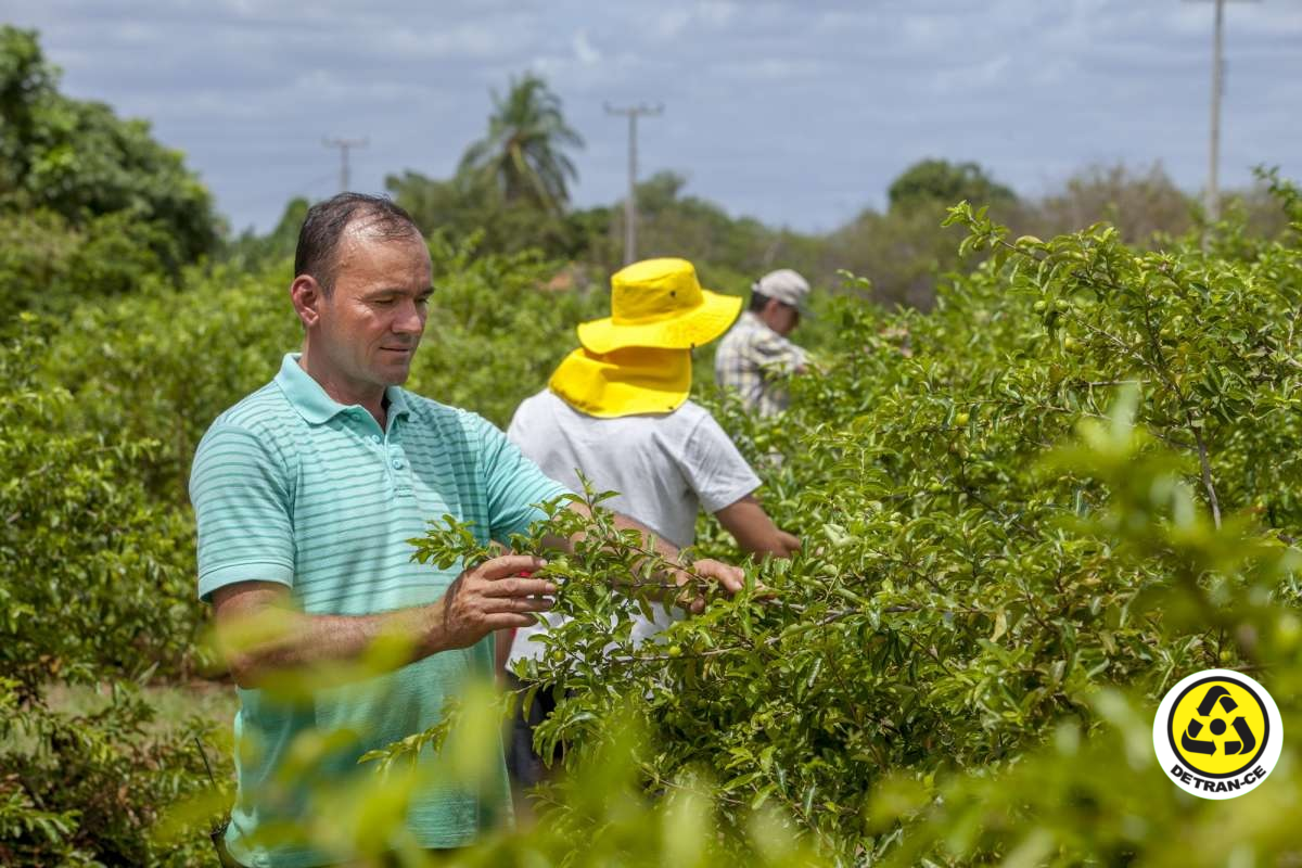 Você conhece a CNH do Agricultor Familiar? Saiba o que é e como solicitar.