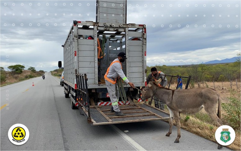 Detran-CE recolhe mais de 2 mil animais em rodovias do Ceará, nos primeiros meses de 2021