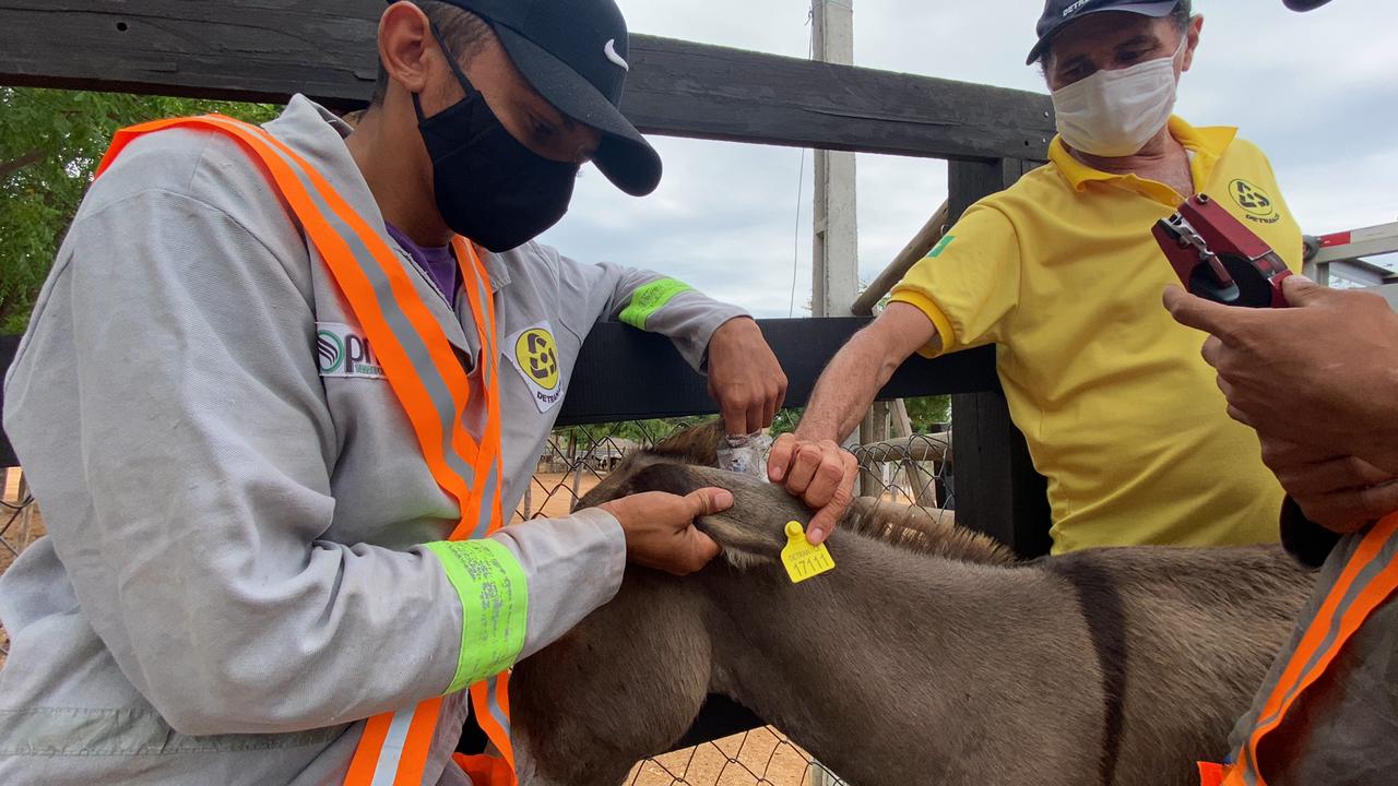 Detran-CE recolhe mais de 3 mil animais nas rodovias estaduais no 1º semestre de 2021
