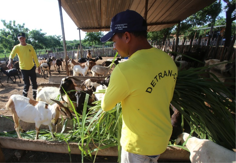 Detran-CE mantém mais de 2,6 mil animais resgatados às margens das CEs em fazenda