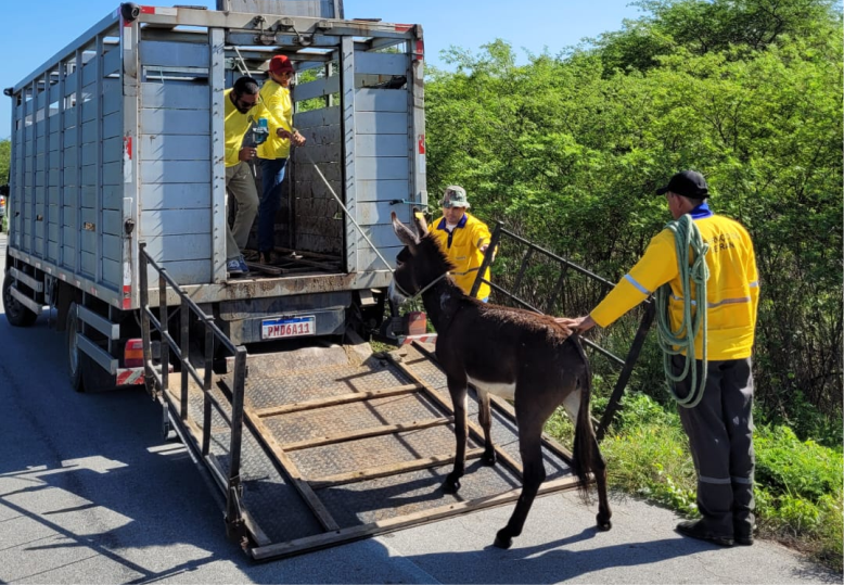 Detran-CE recolhe mais de 1,5 mil animais nas rodovias estaduais no 1º semestre de 2023