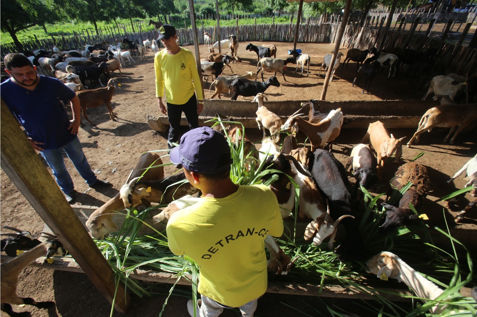 Detran-CE mantém cerca de 1,2 mil animais resgatados às margens das CEs em fazenda
