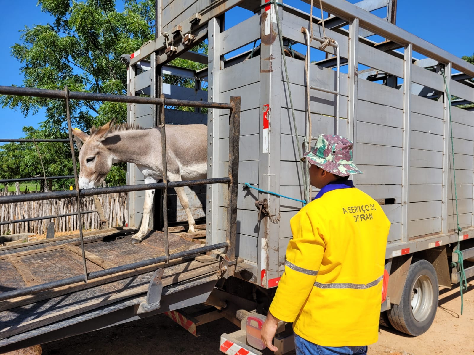 Detran-CE recolhe quase 100 animais abandonados nas CEs durante o carnaval