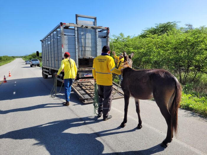 Detran-CE resgata mais de 1.500 animais às margens das CEs no 1º semestre de 2024