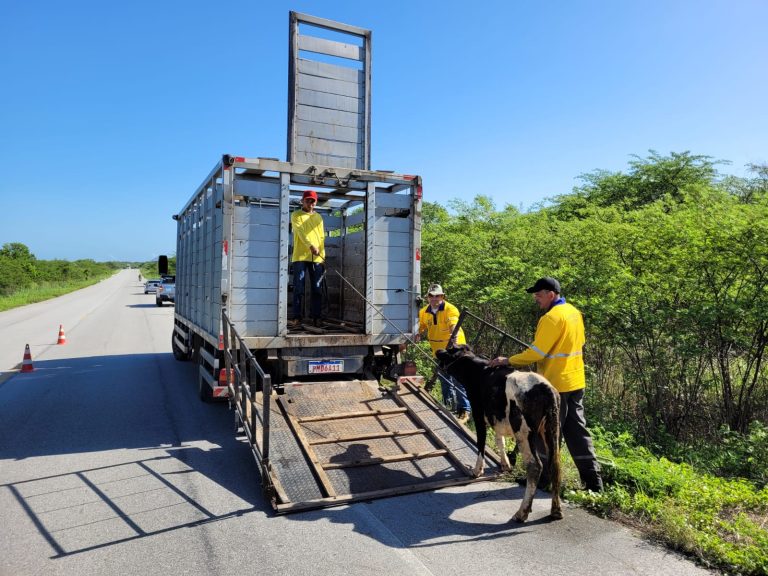 Detran-CE resgata mais de 2 mil animais abandonados às margens das CEs de janeiro a setembro de 2024