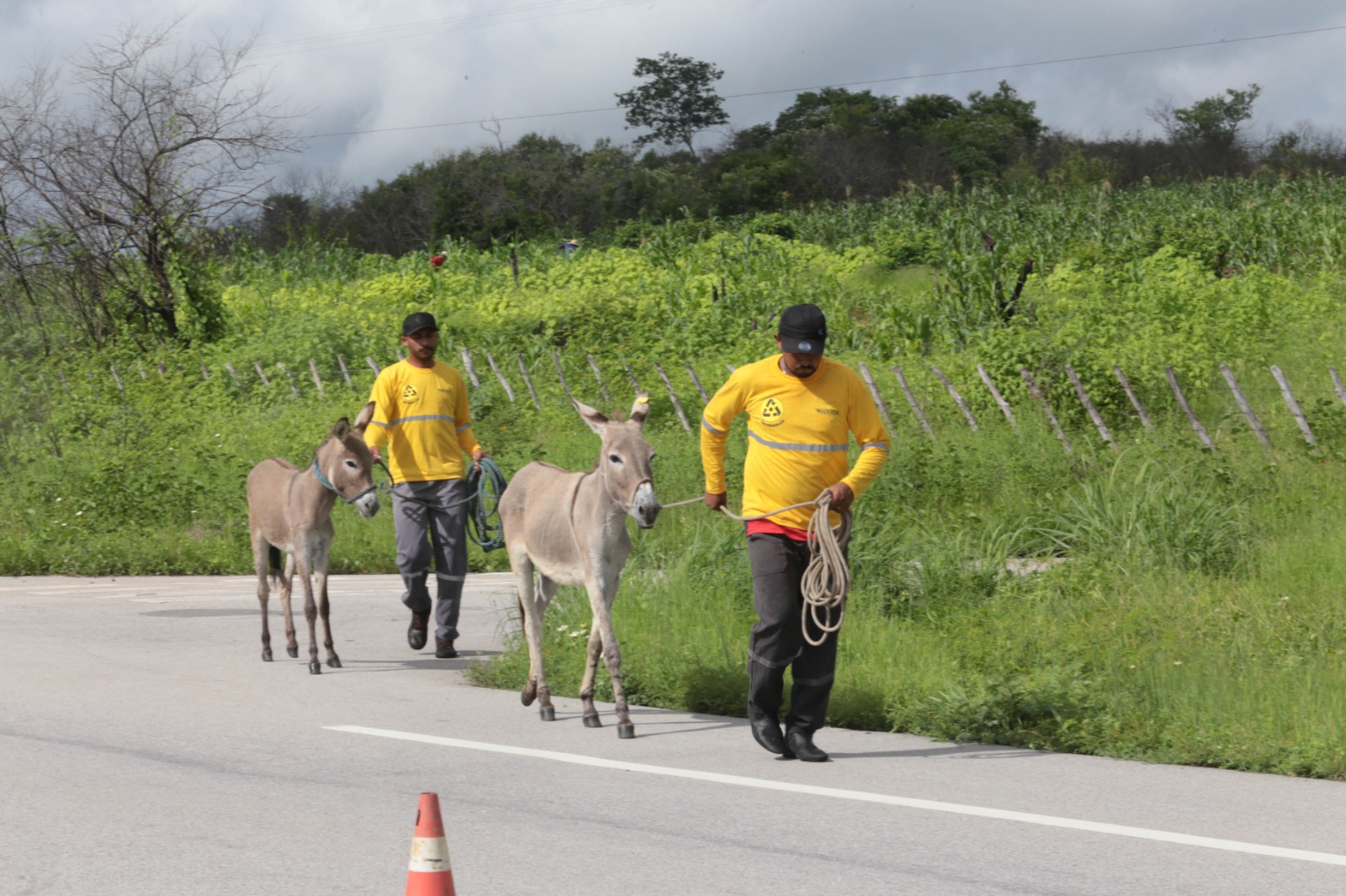 Detran-CE recolhe, em média, quase 300 animais abandonados por mês às margens das CEs em 2025