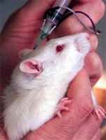 Europa quer melhor regulamentação dos experimentos com animais