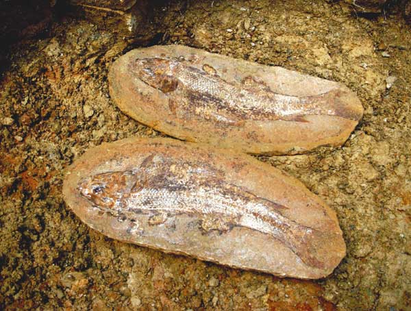 Pedra de peixe, é pedra ou é peixe? – Uma proposta para divulgação da Paleontologia