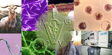 Faculdade de Veterinária da Uece oferece curso de Nefrologia e Urologia em Pequenos Animais