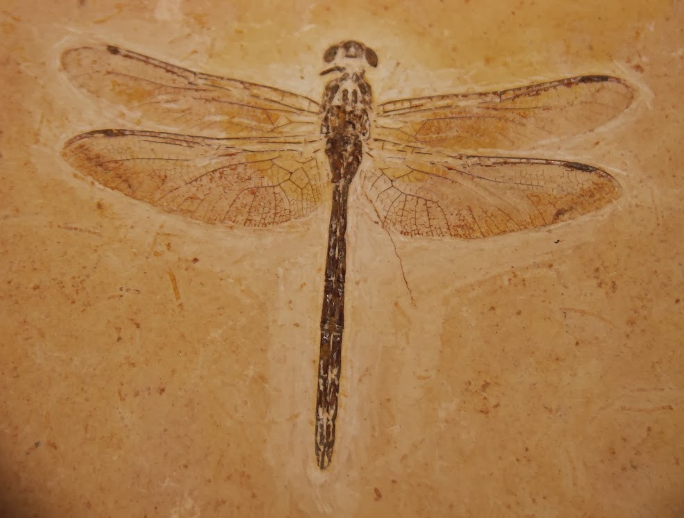 Museu de Paleontologia da Urca abrirá também às segundas-feiras