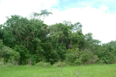 Estudo revela a importância da conservação das florestas para mitigação do clima
