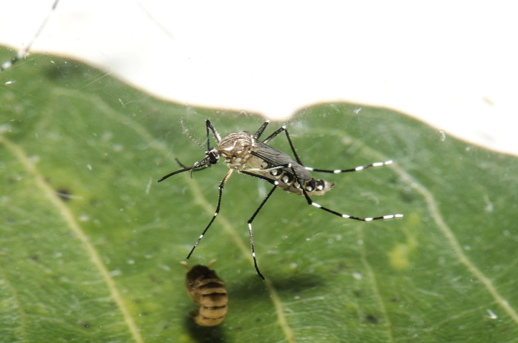 Chamada pública para prevenção e combate ao Vírus Zika tem inscrições prorrogadas