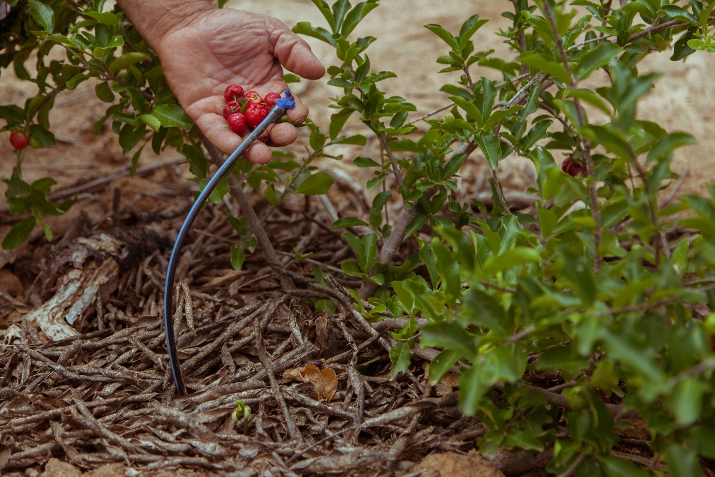 Apoiada pela Funcap, empresa cearense desenvolve projeto de agricultura sustentável para cultivo da acerola