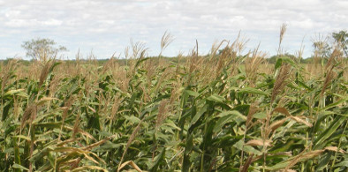 Ceará recebe reunião sobre extremos climáticos e colapso de produção agrícola