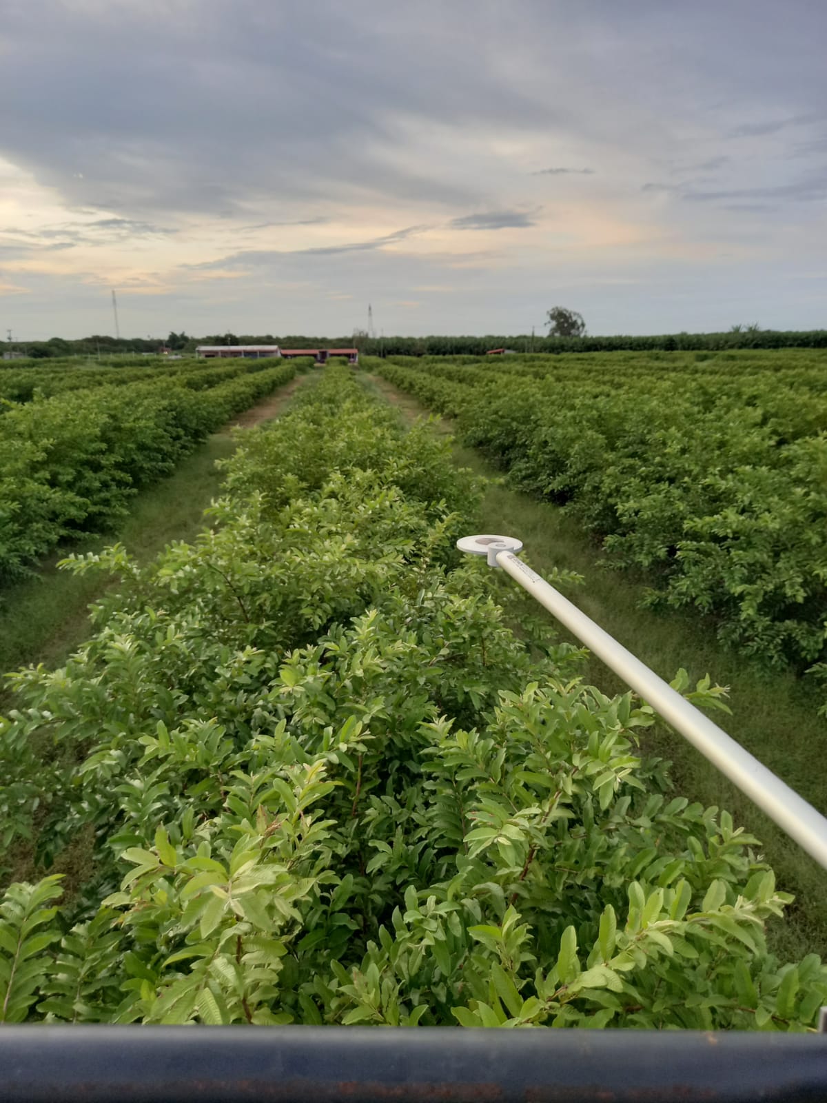 Funceme inicia instalação de novas plataformas em áreas de irrigadas do Ceará