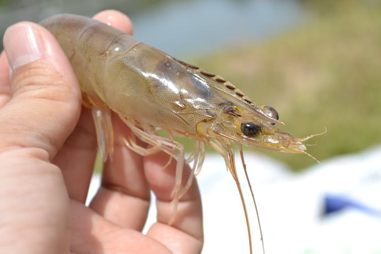 Ceará tem destaque nacional na produção de camarões (FOTO: Reprodução)