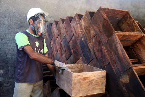 Projeto cearense descobre o potencial inexplorado da madeira de cajueiros